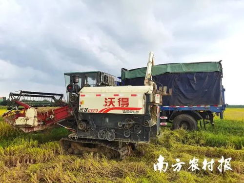 廣東各方協(xié)同行動(dòng)，農(nóng)機(jī)服務(wù)筑牢農(nóng)業(yè)基本盤(pán)以應(yīng)對(duì)災(zāi)情挑戰(zhàn)